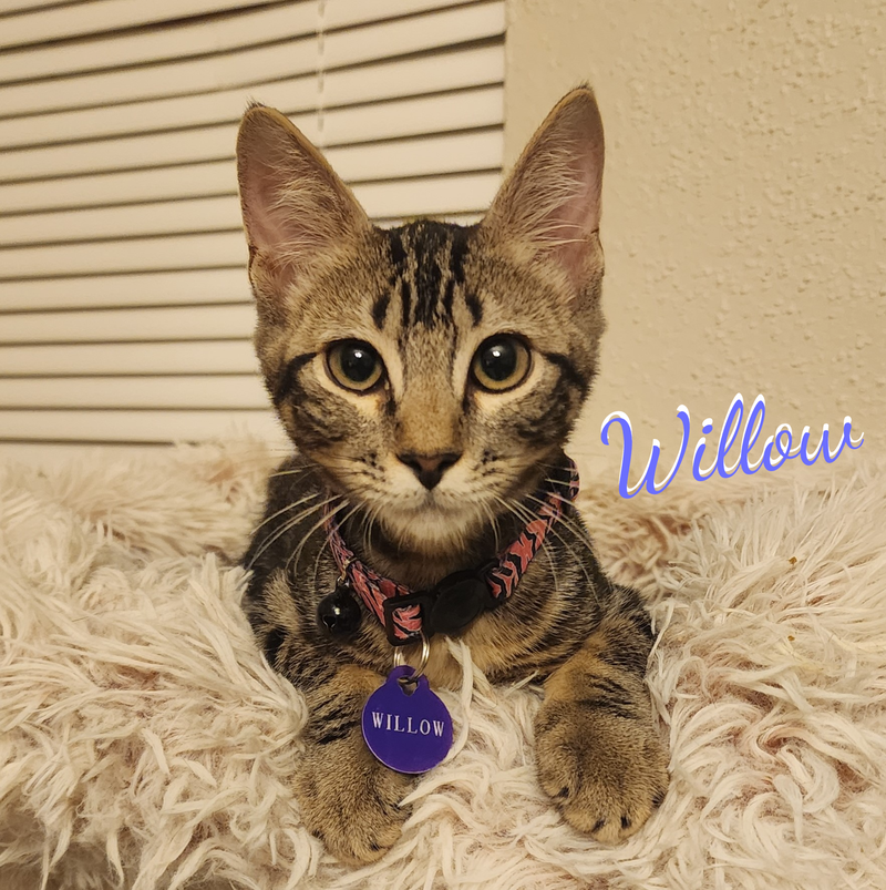 Willow #attic-bunch, a female Bengal kitten up for adoption
