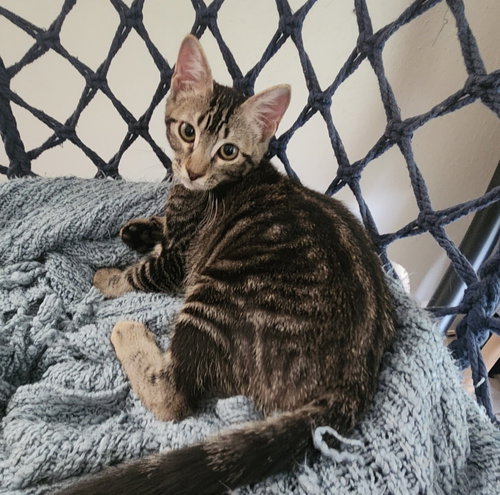 Photo 2 of Willow #attic-bunch