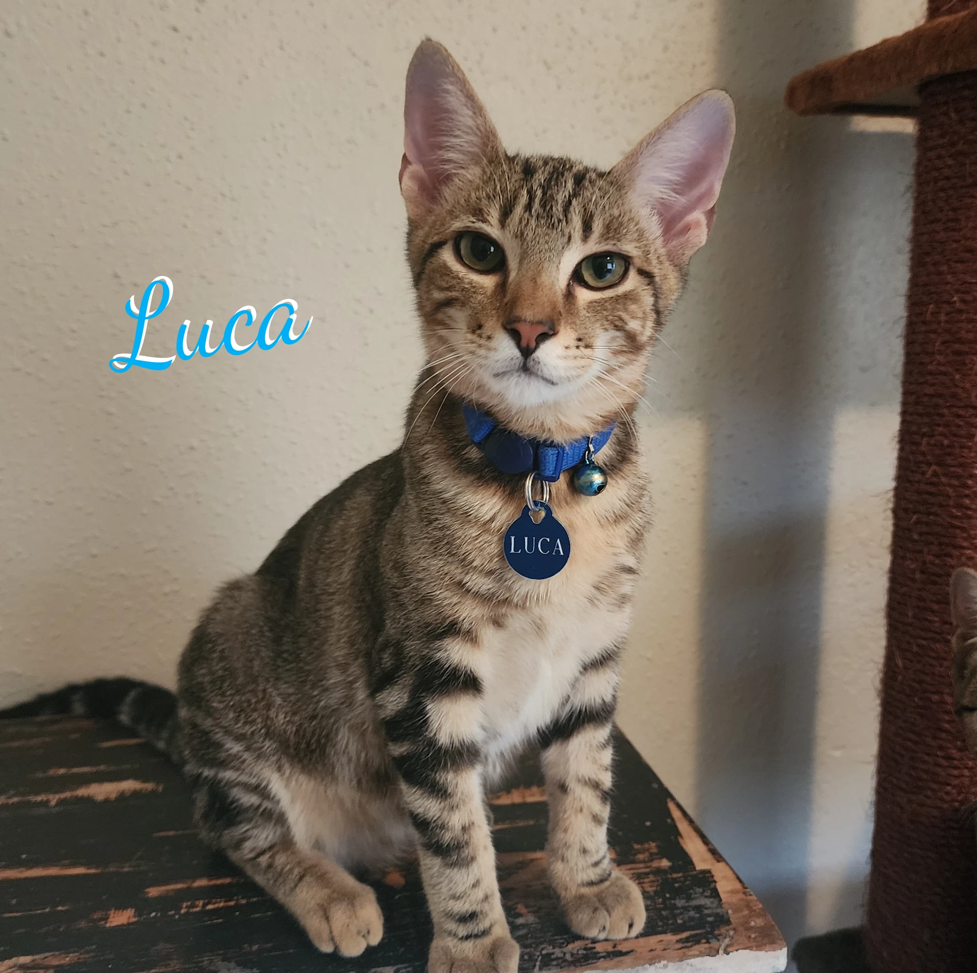 Luca Attic-Bunch