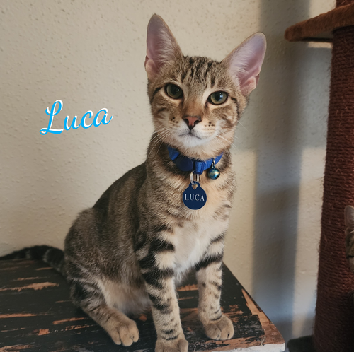 Luca #attic-bunch, a cat for adoption from HOMELESS & ORPHANED PETS ENDEAVOR