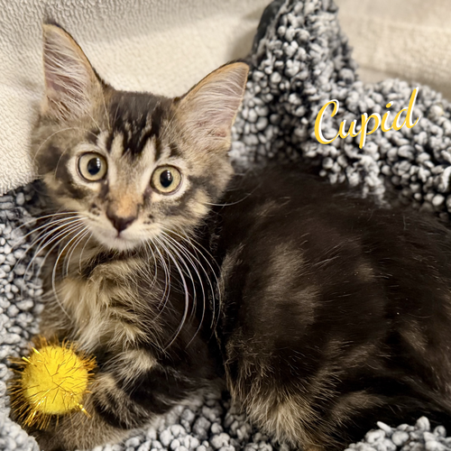 Cupid #heart-throb, a cat for adoption from HOMELESS & ORPHANED PETS ENDEAVOR