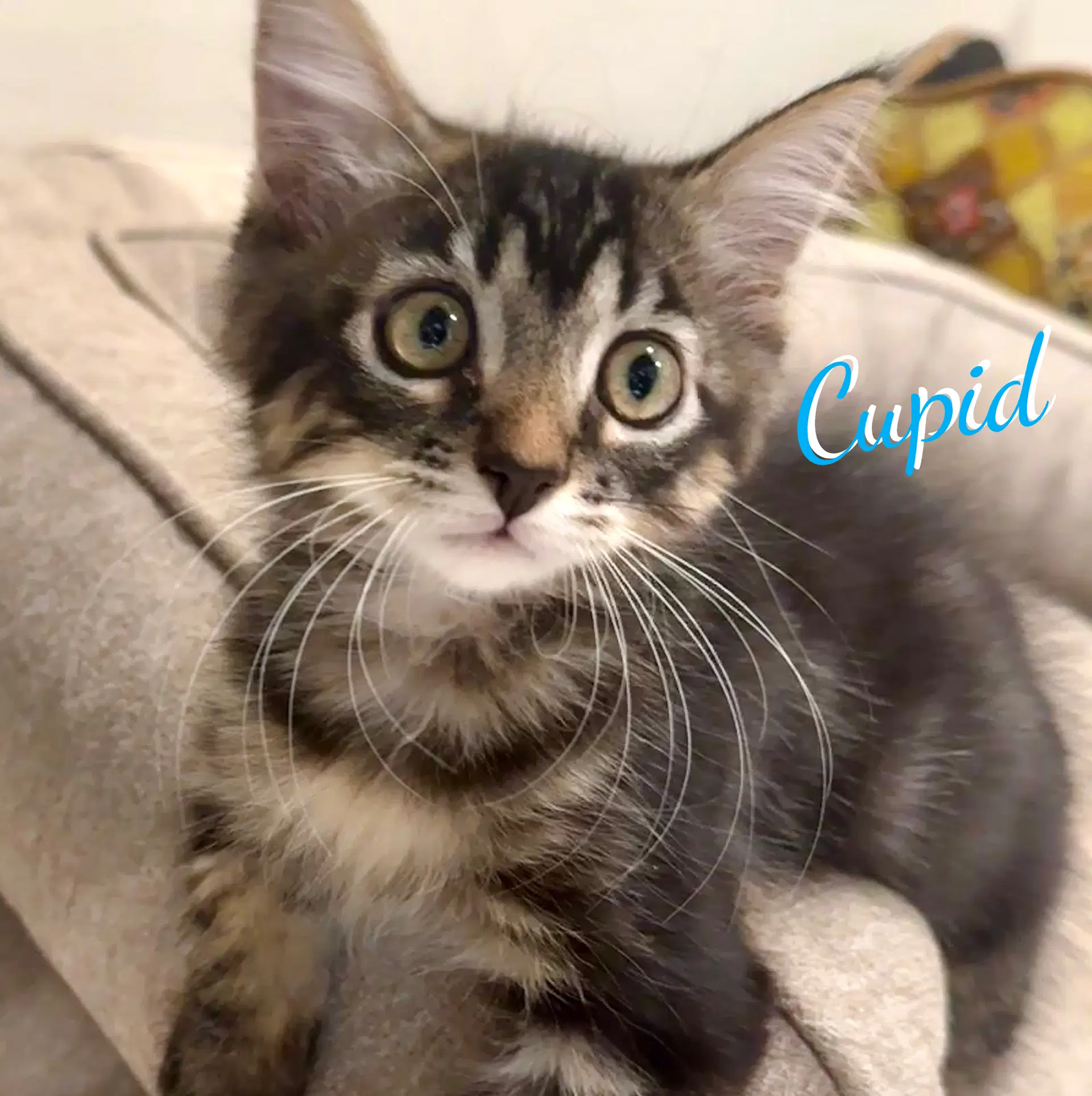 Cupid Heart-Throb - Maine Coon