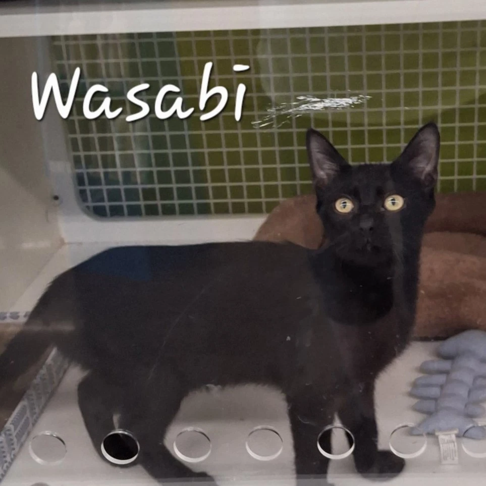 Wasabi Velcro-Kitty