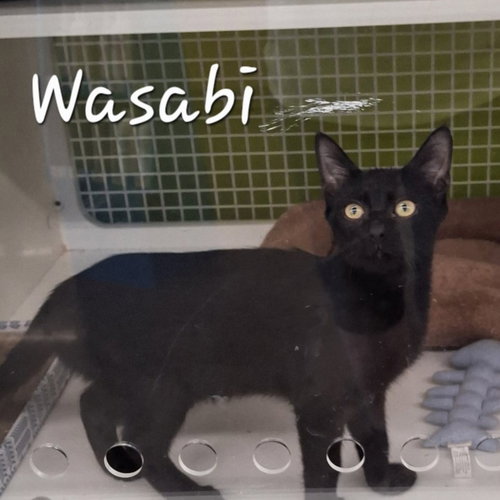 Wasabi #velcro-kitty, a cat for adoption from HOMELESS & ORPHANED PETS ENDEAVOR