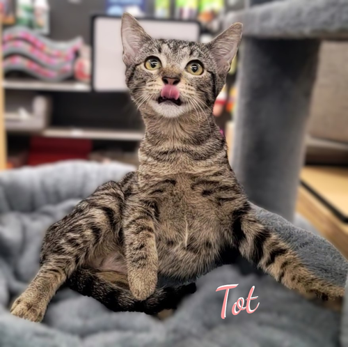Tot #fried-spuds-bunch, a cat for adoption from HOMELESS & ORPHANED PETS ENDEAVOR