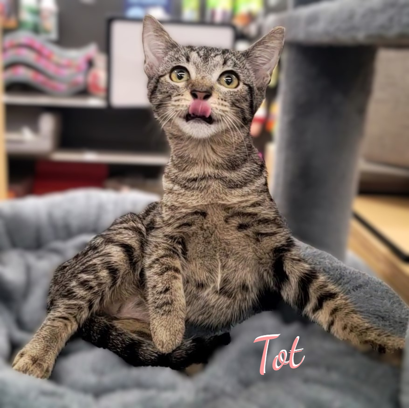 Tot #fried-spuds-bunch, a female Tabby kitten up for adoption