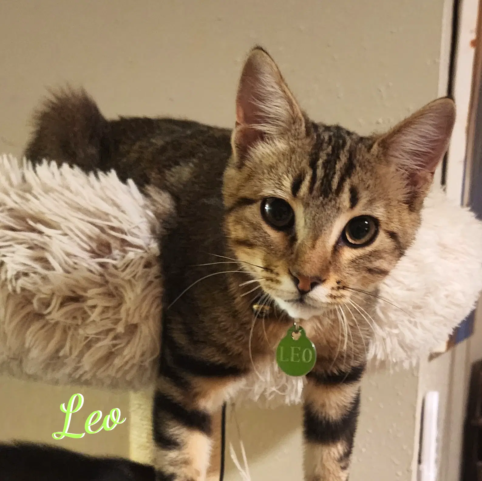 Leo Attic-Bunch - Bengal
