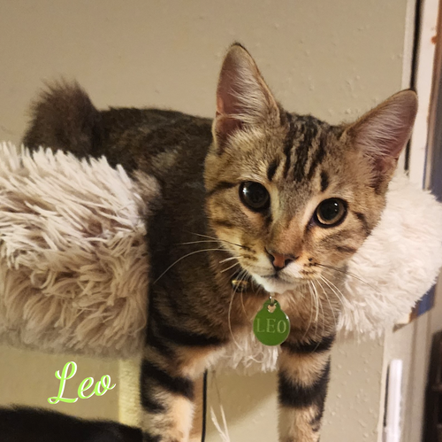 Leo #attic-bunch, a cat for adoption from HOMELESS & ORPHANED PETS ENDEAVOR