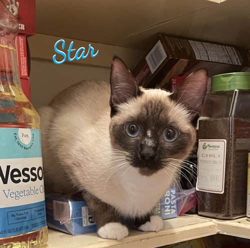 Star #intrepid-trio, a cat for adoption from HOMELESS & ORPHANED PETS ENDEAVOR