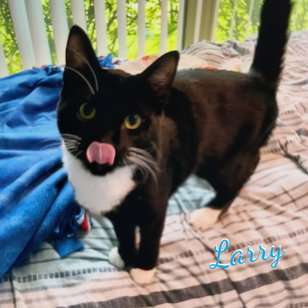 Larry Intrepid-Trio - Tuxedo