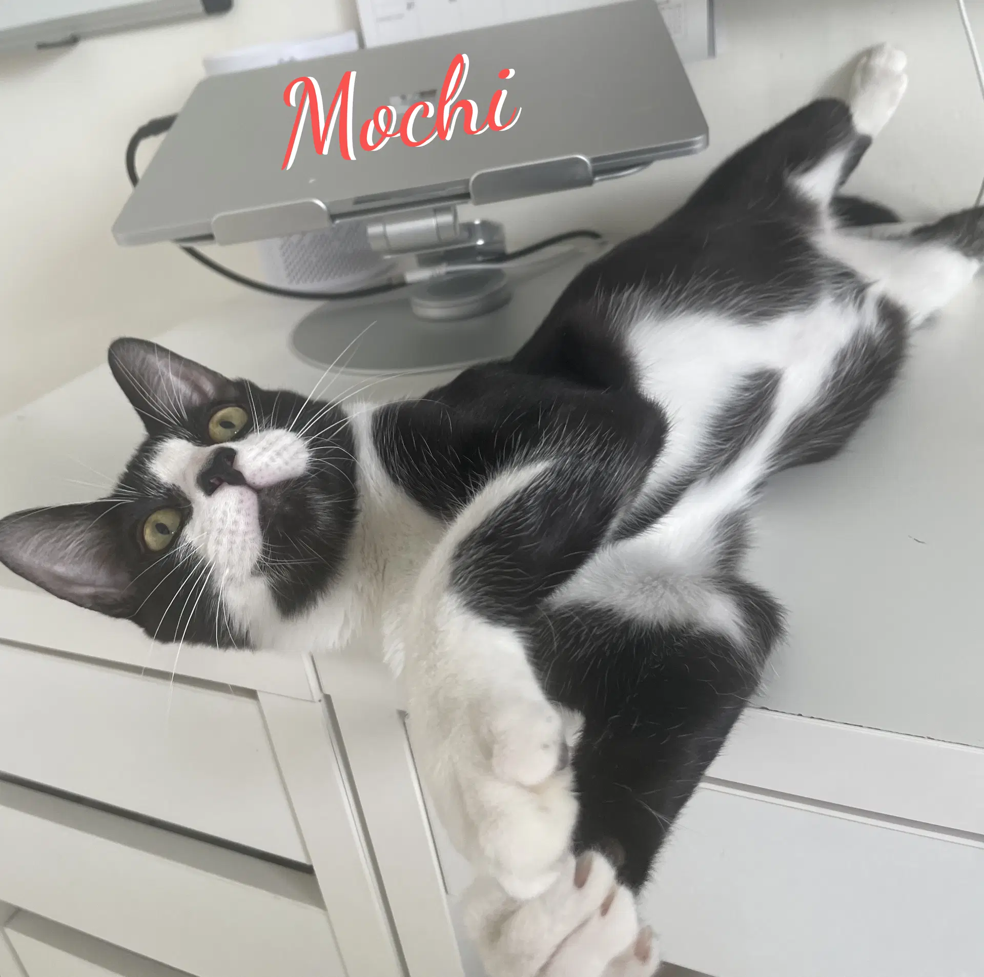 Mochi Gotta-Have-Fun - Tuxedo