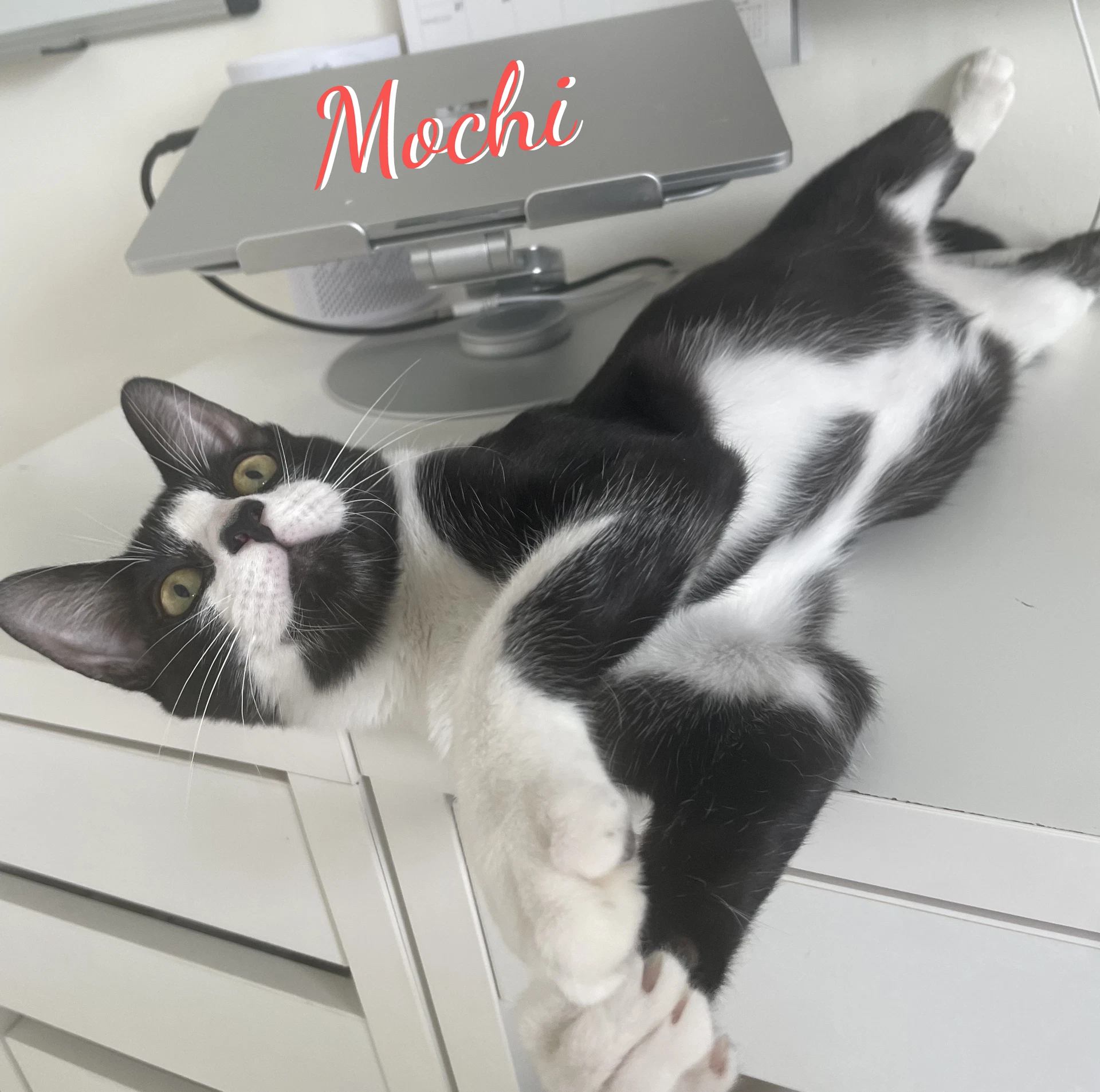 Mochi Gotta-Have-Fun