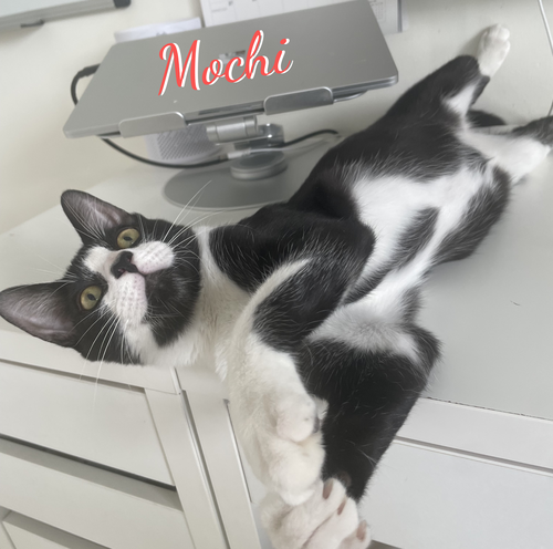 Mochi #gotta-have-fun, a cat for adoption from HOMELESS & ORPHANED PETS ENDEAVOR