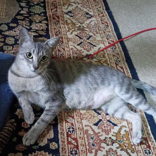 Photo 2 of Luna #begs-for-kisses