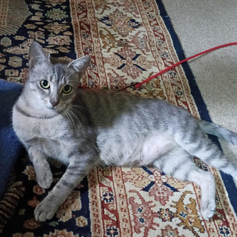 Luna #begs-for-kisses, photo 5