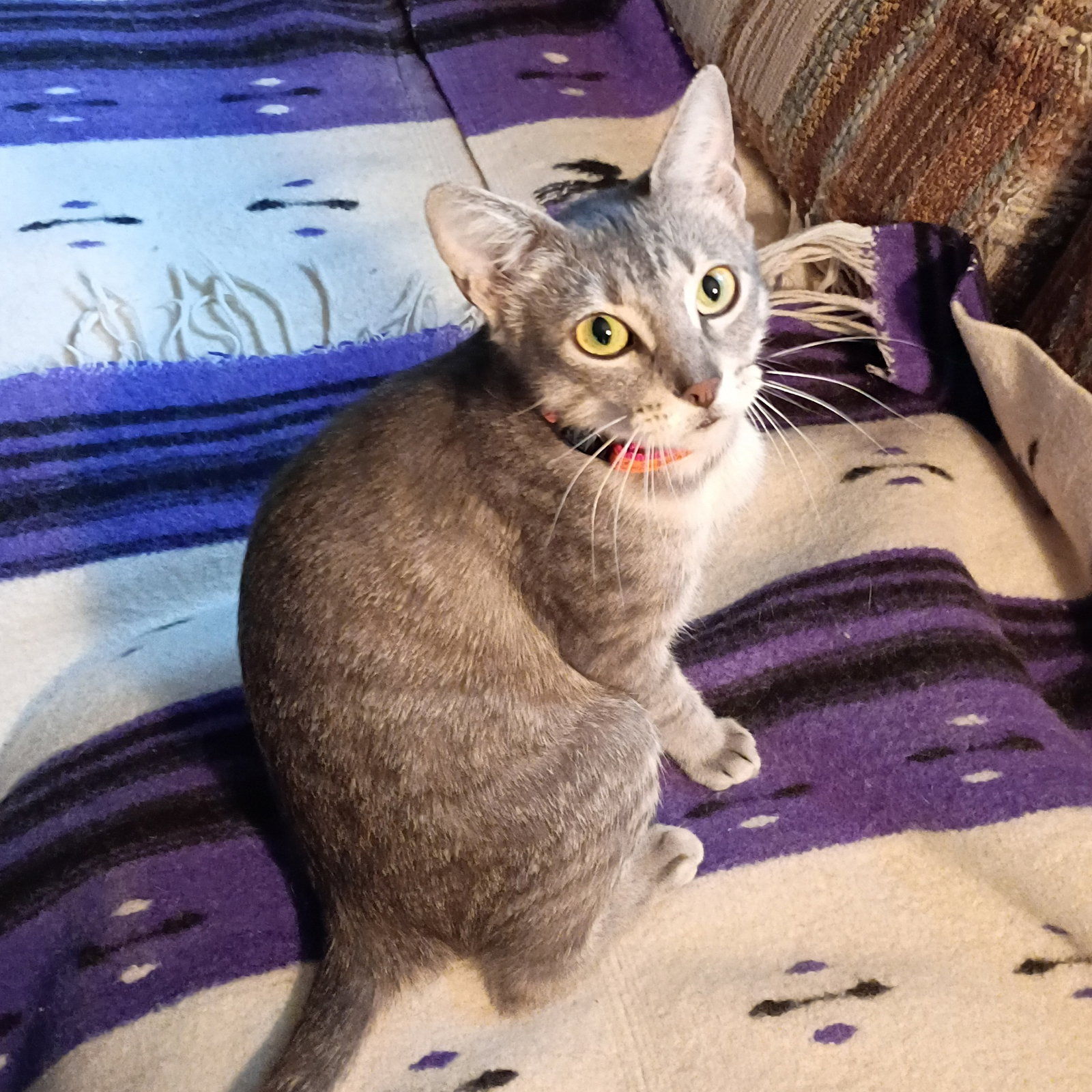 Luna #begs-for-kisses, photo 9