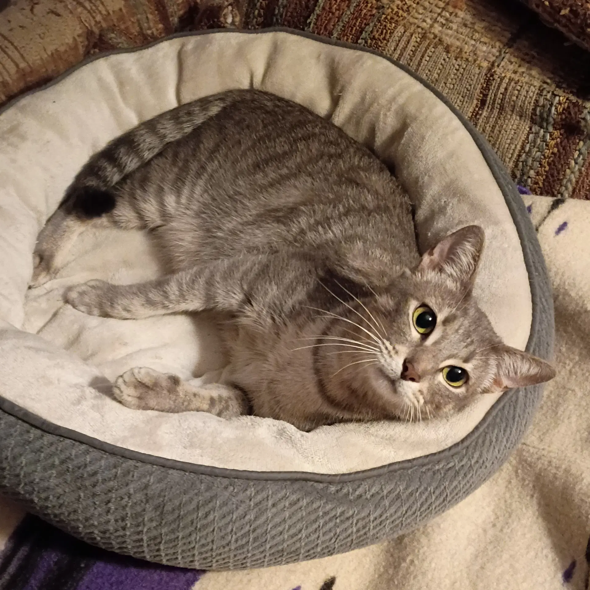Luna Begs-For-Kisses image 2