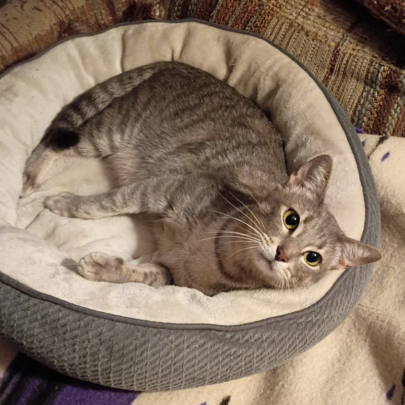 Luna #begs-for-kisses, photo 2
