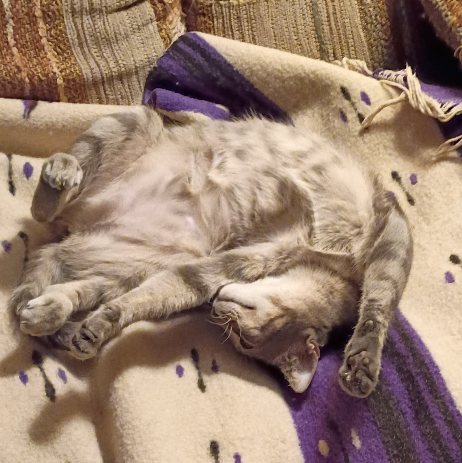 Luna #begs-for-kisses, photo 3