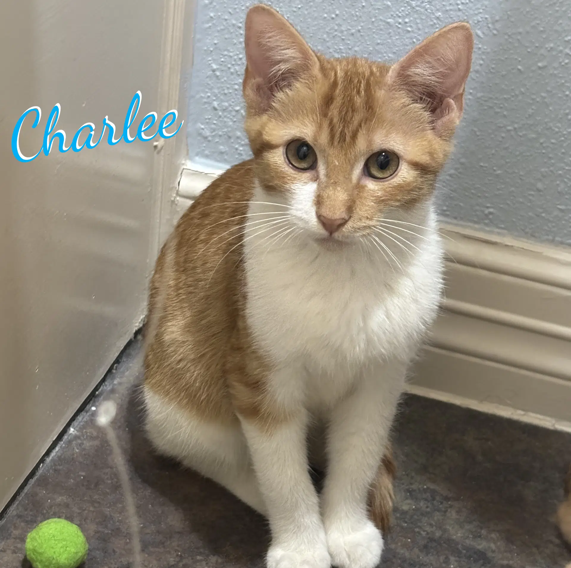 Charlee Sister-Of-Cheetoh - Tabby