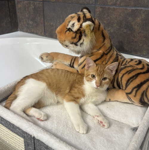 Photo 2 of Charlee #sister-of-Cheetoh