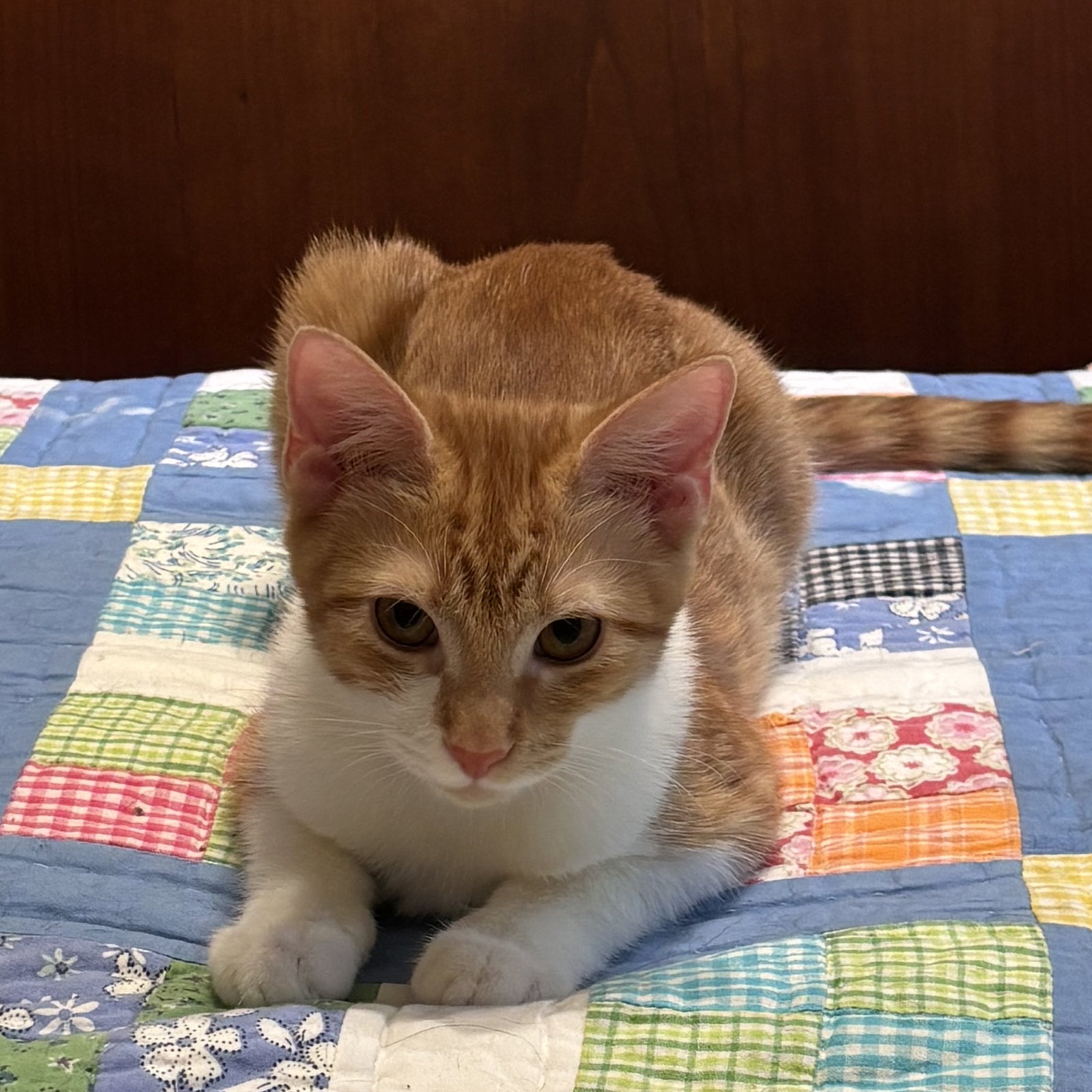 Charlee #sister-of-Cheetoh, photo 3