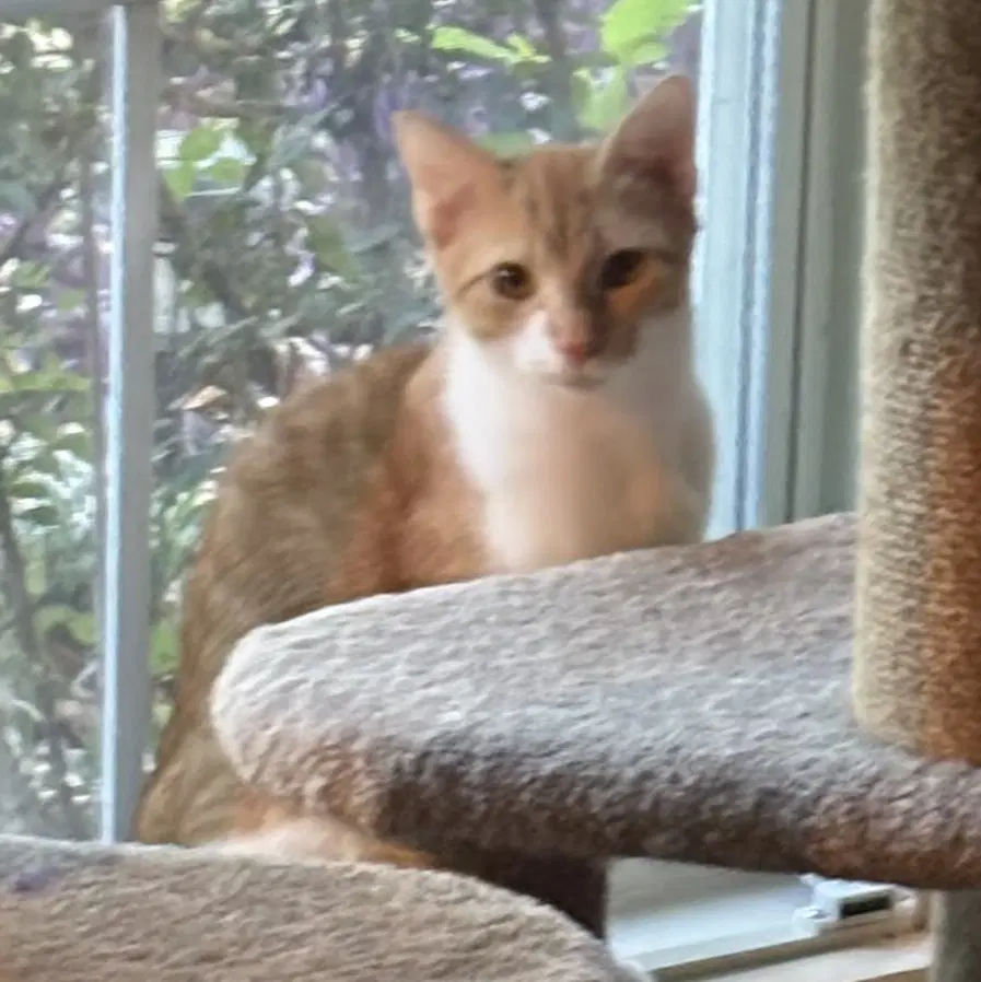 Charlee Sister-Of-Cheetoh image 4
