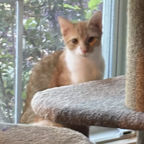 Photo 4 of Charlee #sister-of-Cheetoh