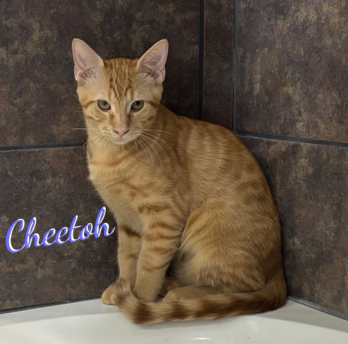 Cheetoh #brother-of-Charlee, a cat for adoption from HOMELESS & ORPHANED PETS ENDEAVOR