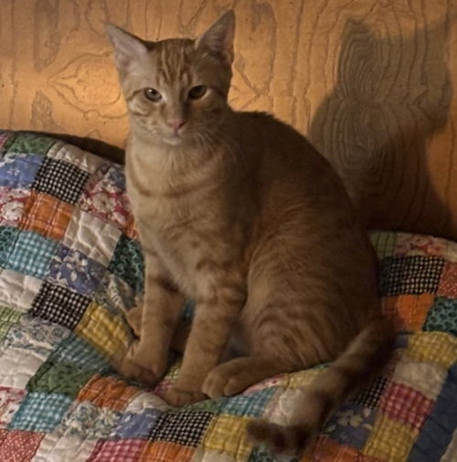 Photo 3 of Cheetoh #brother-of-Charlee