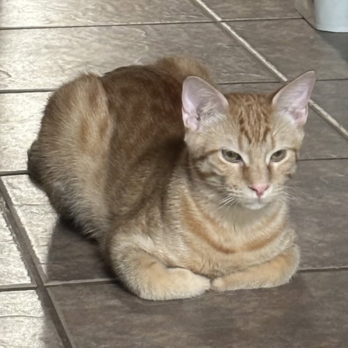 Photo 4 of Cheetoh #brother-of-Charlee