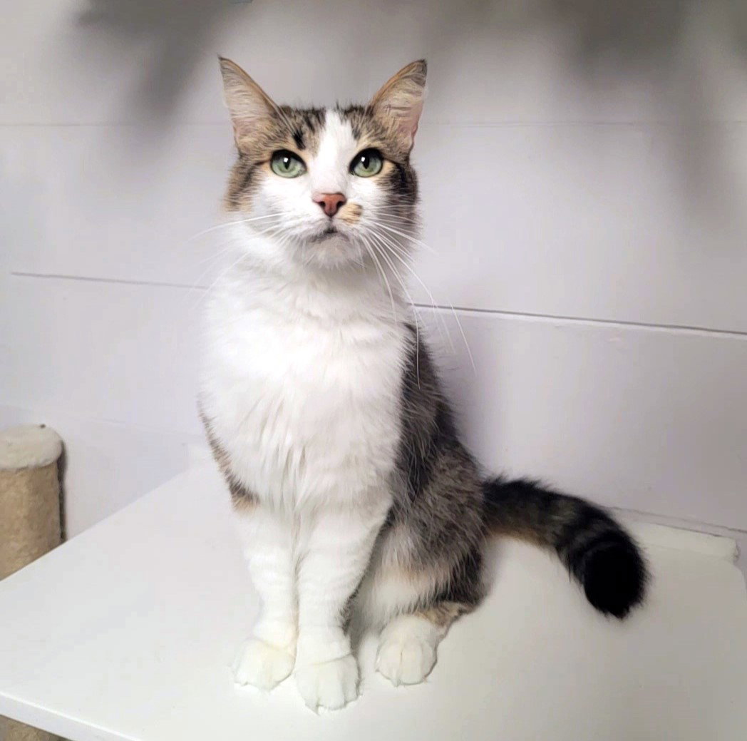 Penelope #fabulously-fluffy, photo 2