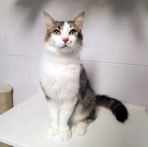 Photo 2 of Penelope #fabulously-fluffy