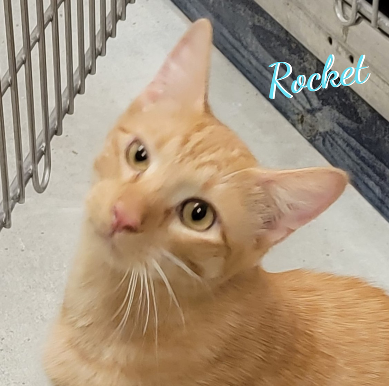 Rocket #brother-of-Comet, a male Tabby kitten up for adoption