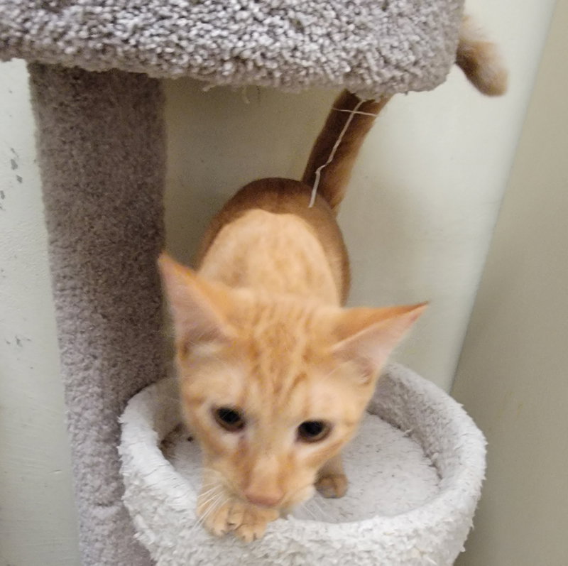 Rocket #brother-of-Comet, photo 5