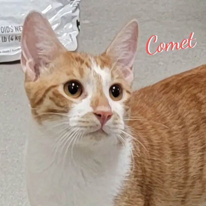 Comet Brother-Of-Rocket - Tabby