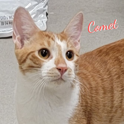 Comet #brother-of-Rocket, a cat for adoption from HOMELESS & ORPHANED PETS ENDEAVOR