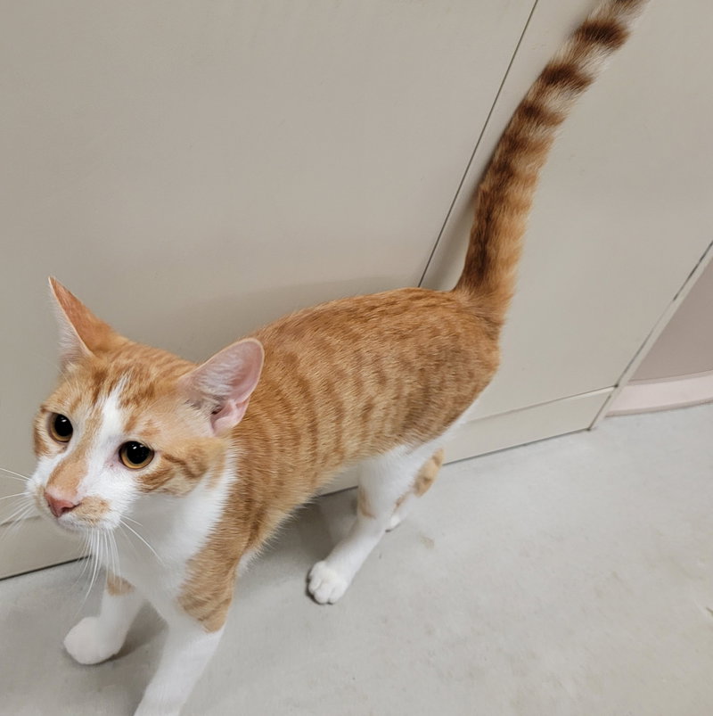 Comet #brother-of-Rocket, photo 4