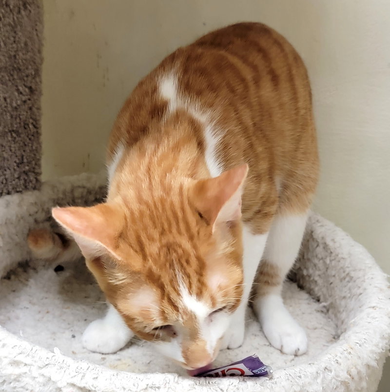 Comet #brother-of-Rocket, photo 5