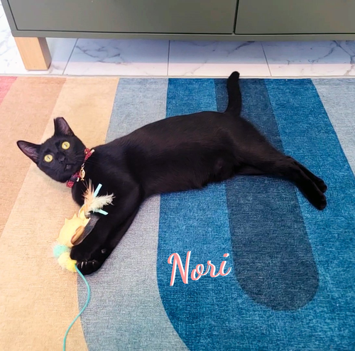 Nori #velvety-soft, a cat for adoption from HOMELESS & ORPHANED PETS ENDEAVOR