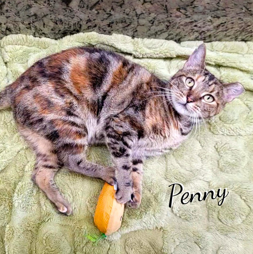 Penny #make-a-wish, a cat for adoption from HOMELESS & ORPHANED PETS ENDEAVOR