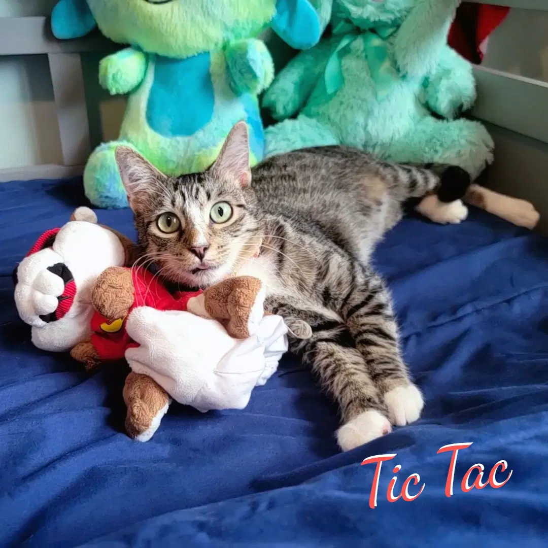 Tic Tac Mint-Sized-Mayhem - Tabby