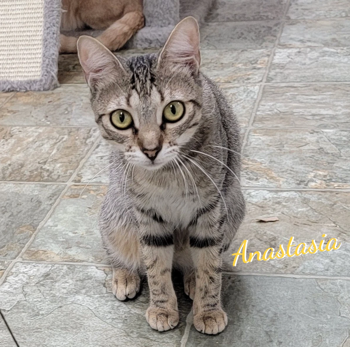 Anastasia Fairy-Tale-Princess
