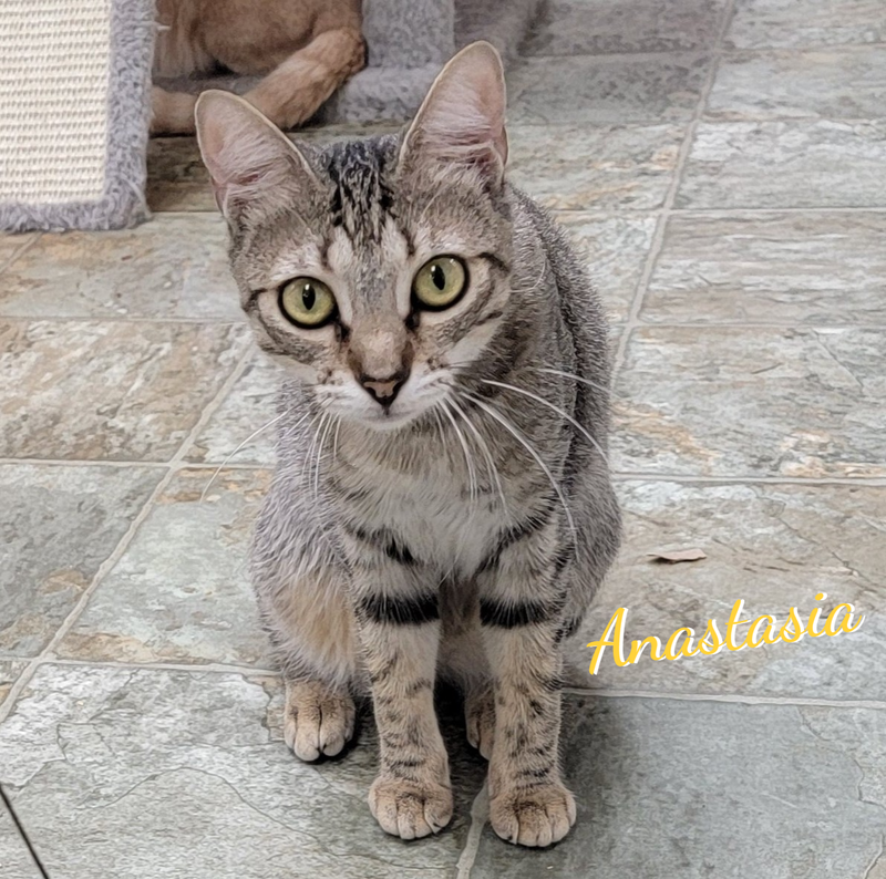 Anastasia #fairy-tale-princess, a young female Tabby cat up for adoption