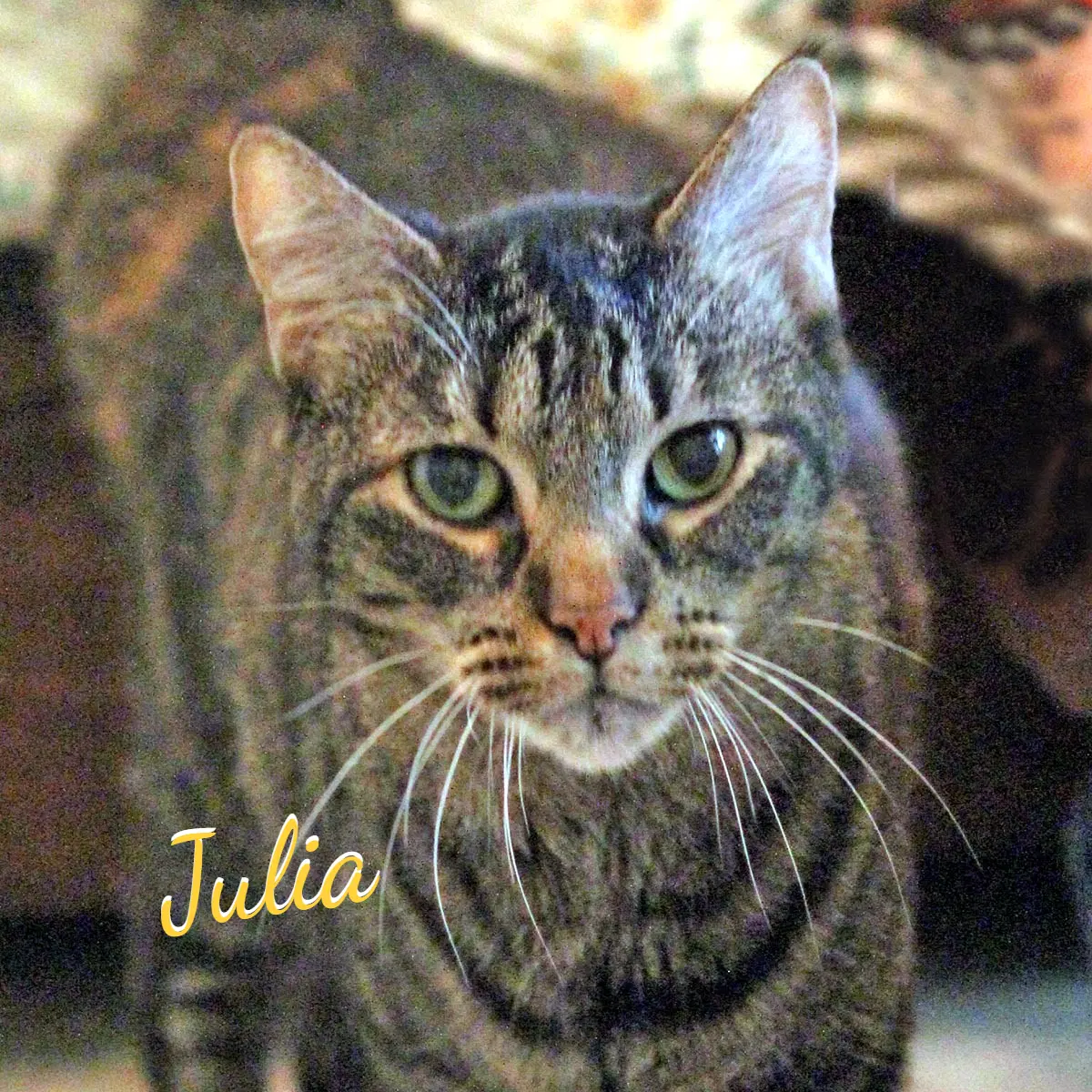 Julia Rolls-With-The-Punches - Torbie