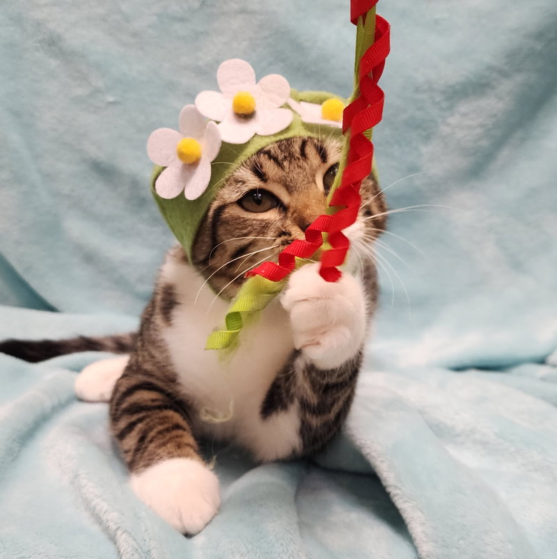 Olivia #bonded-to-Oliver, photo 6