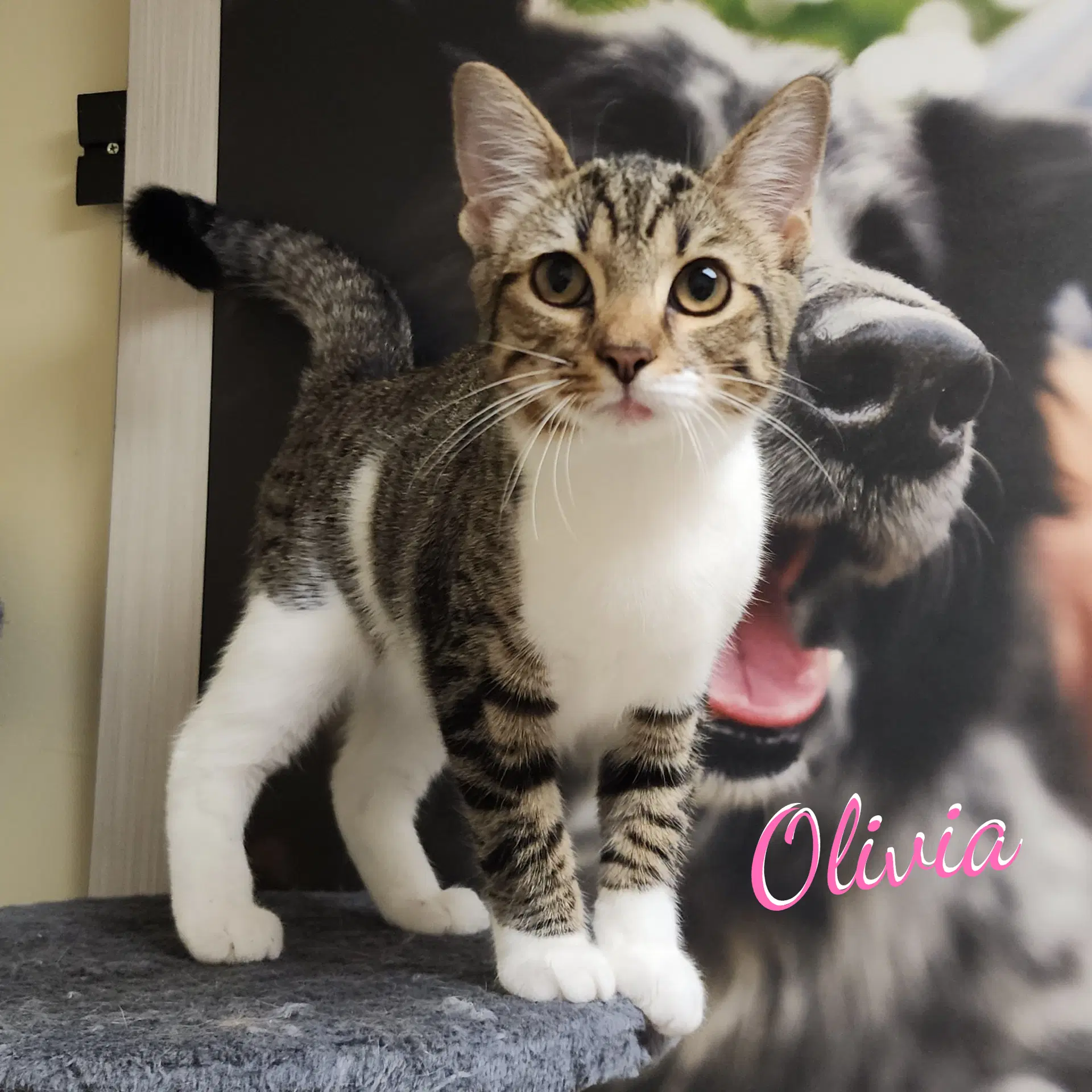 Olivia Bonded-To-Oliver - Tabby