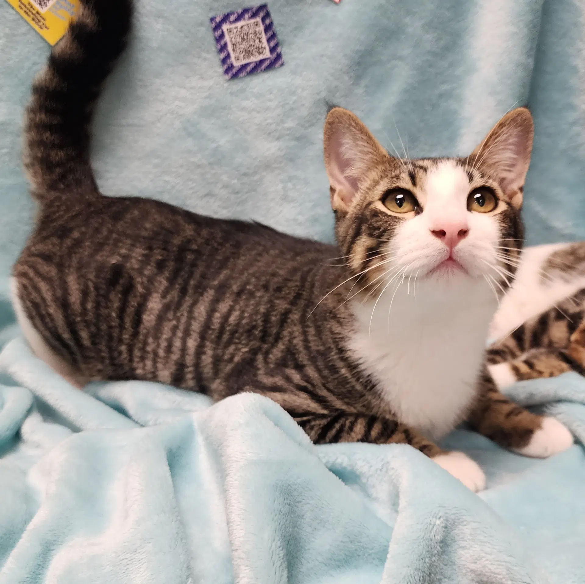 Oliver Bonded-To-Olivia image 2