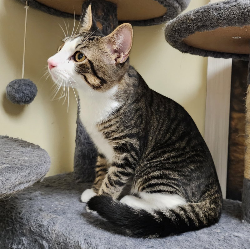 Oliver #bonded-to-Olivia, photo 4