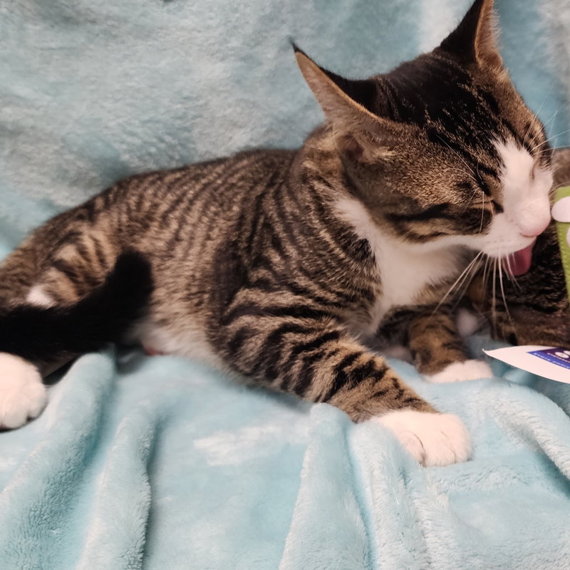 Oliver #bonded-to-Olivia, photo 7